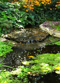 Captivating Water Features